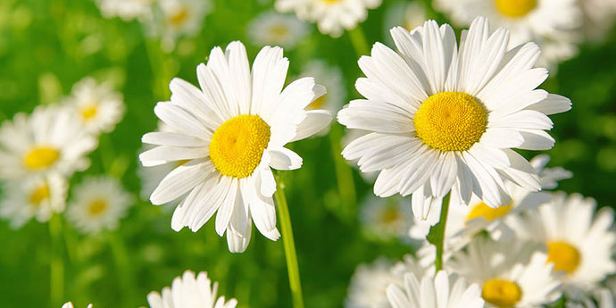 Reaping the beauty benefits of Chamomile
